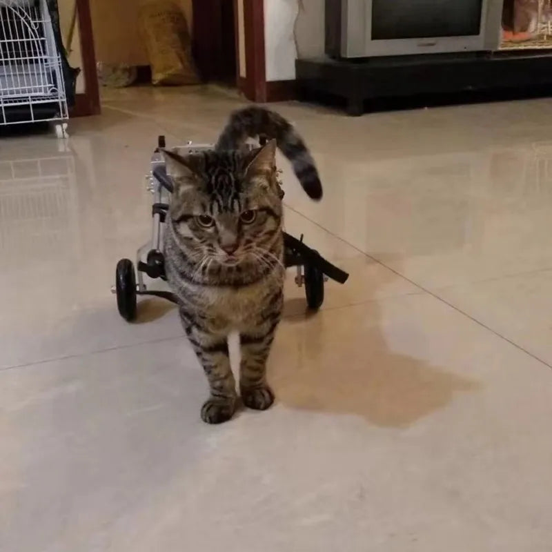 Cat & Small Pet Wheelchair – Hind Leg Injury & Rehab Support Stroller