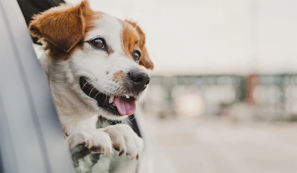 PETRAVEL Dog Car Seat Cover/Hammock Rear Back Seat Protector