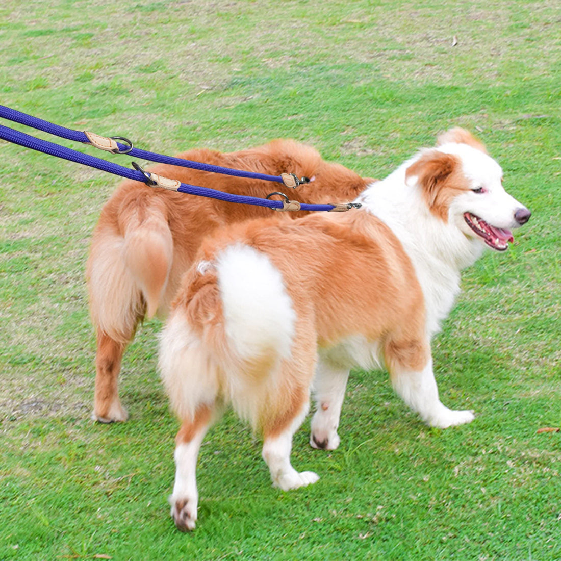 🐕‍🦺 210cm Multipurpose Adjustable Double Dog Leash – Hands-Free Luxury Nylon Leash for 2 Small/Medium Dogs