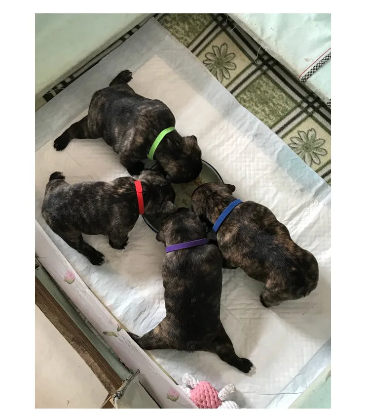 12pcs Adjustable Pet ID Collars – Hook & Loop Puppy and Kitten Identification Bands for Small Dogs & Cats