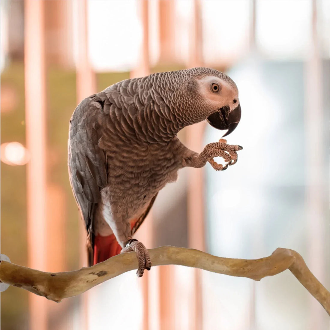 Natural Bird Perch Stand – Climbing & Paw Grinding Branch for Parrots