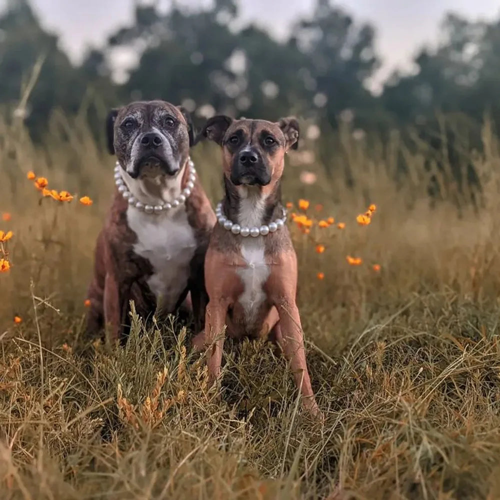 Elegant Imitation Pearl Pet Collar – Durable Decorative Necklace for Small Dogs & Cats