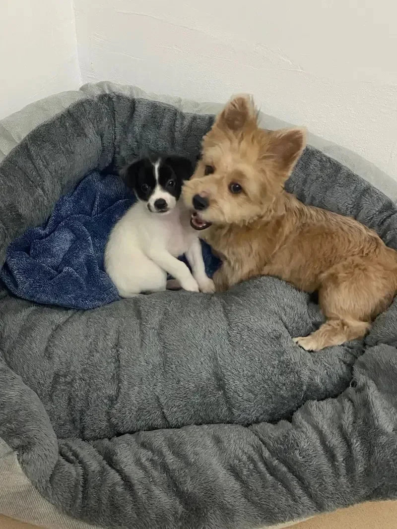 Very Soft Warm Dog Bed Sofa – Cozy Pet Basket for Medium & Large Dogs & Cats