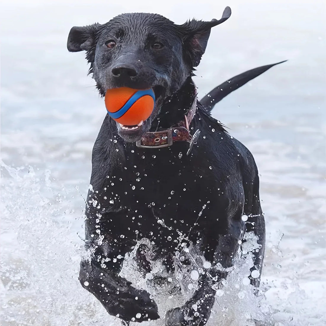 2pcs Orange Rubber Dog Balls – Durable Chew & Training Toys 🟠🐾