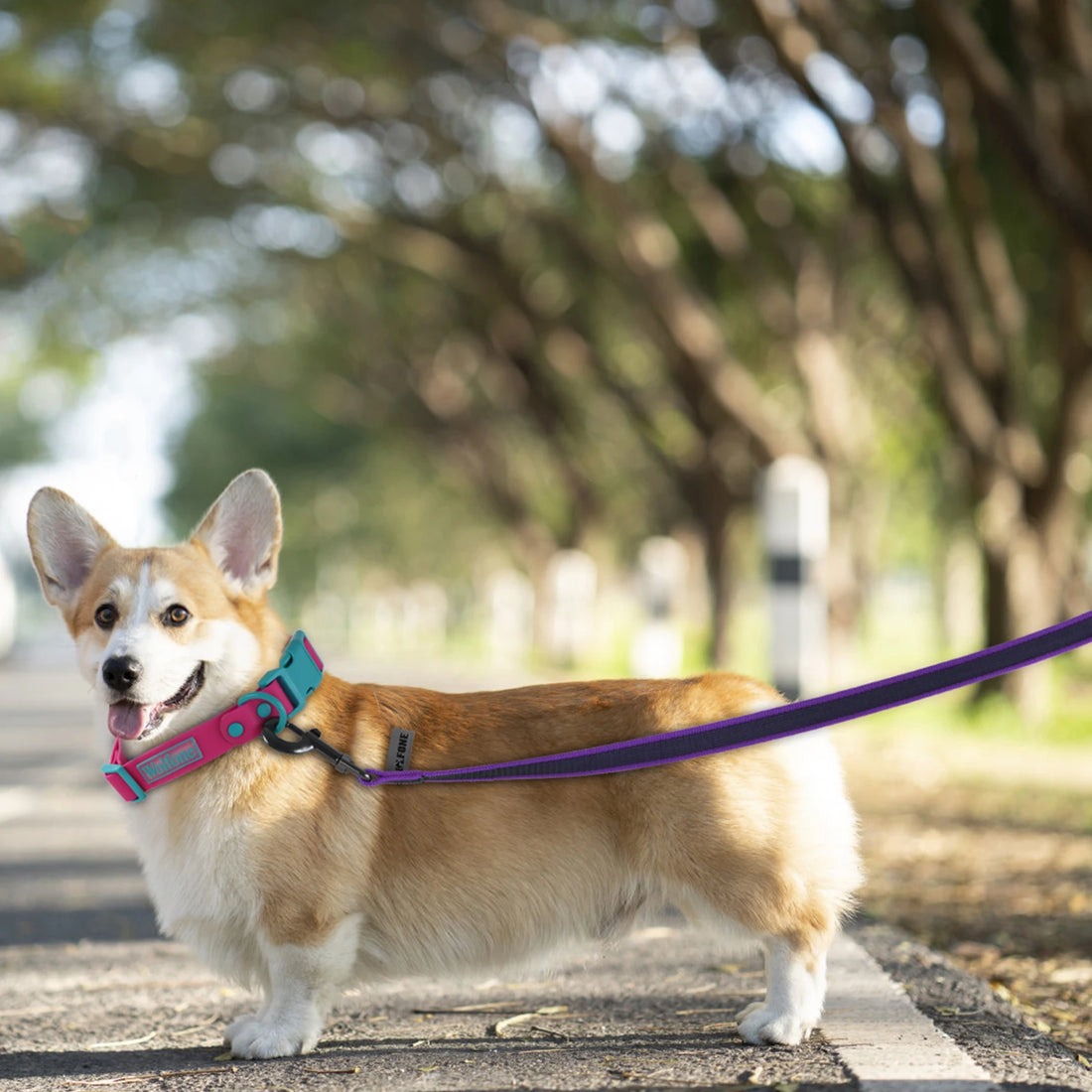 Durable Latex Silk Long Dog Leash – 1.5M to 15M Dual Color Training Lead for Small & Medium Dogs