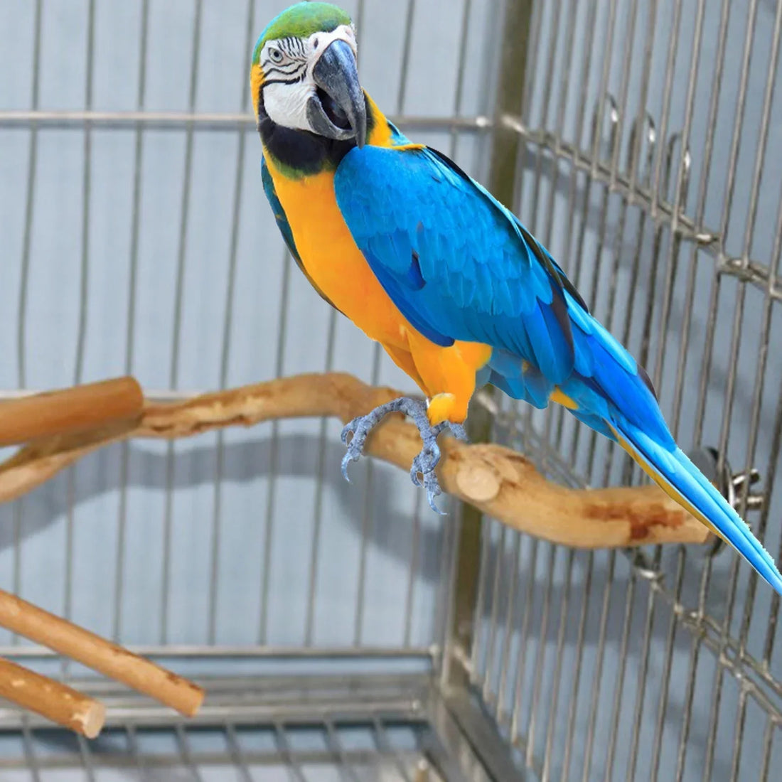 Natural Bird Perch Stand – Climbing & Paw Grinding Branch for Parrots