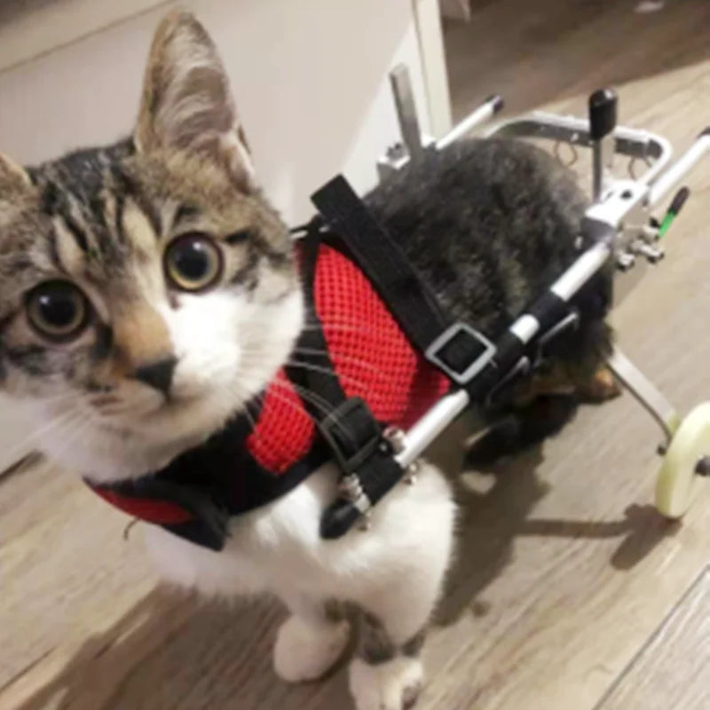Cat & Small Pet Wheelchair – Hind Leg Injury & Rehab Support Stroller