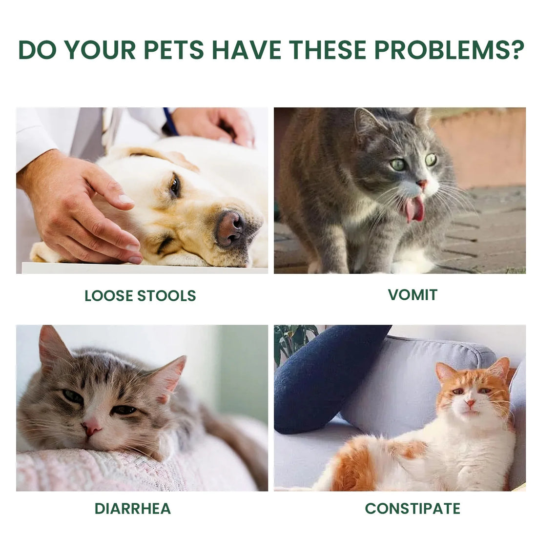 Pet Multivitamin Health Drops – Boost Immunity, Oral Care & Digestive Support for Dogs & Cats
