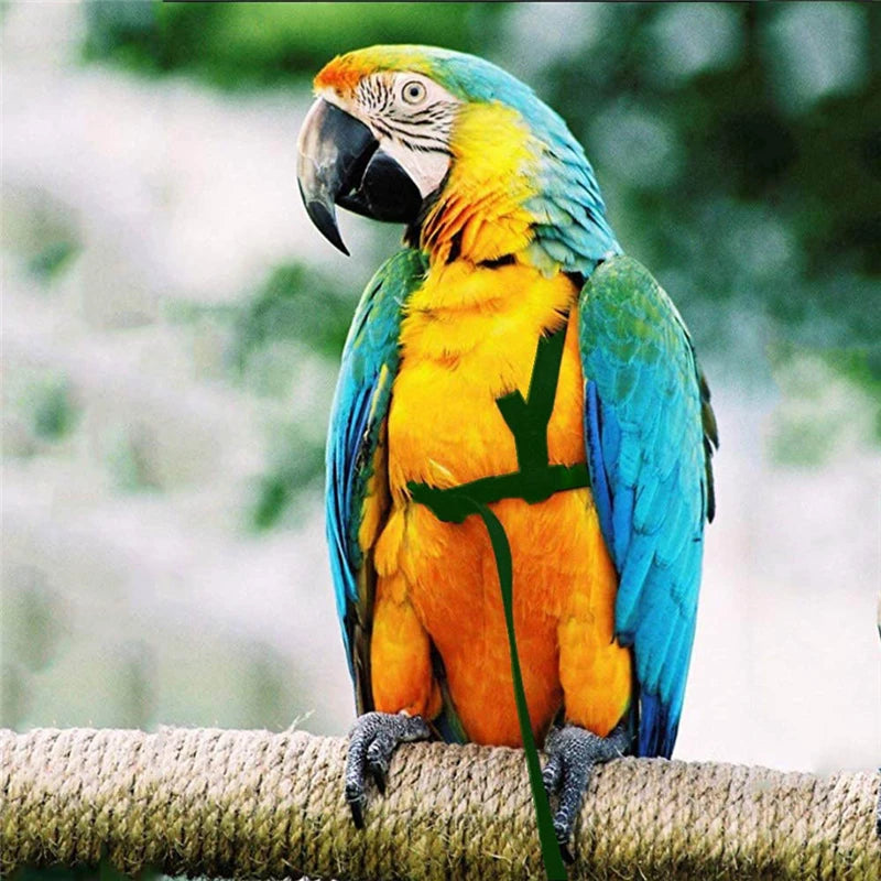 Bird Flying Training Leash – Anti-Bite Parrot Harness & Traction Rope