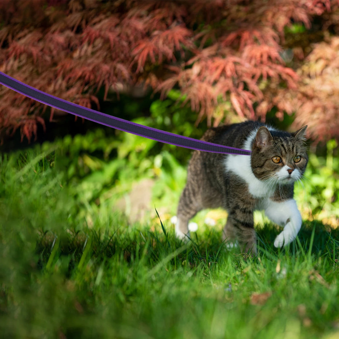 Durable Latex Silk Long Dog Leash – 1.5M to 15M Dual Color Training Lead for Small & Medium Dogs