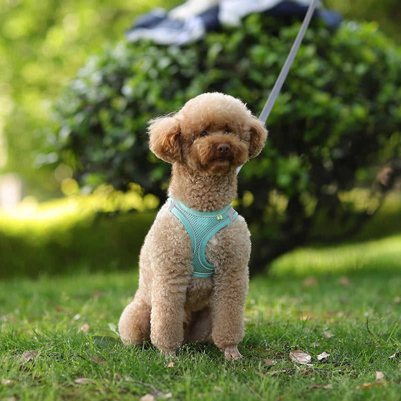 🐾 Adjustable Dog Harness & Leash Set – For Small Dogs, Cats, French Bulldogs, Chihuahuas & Pugs