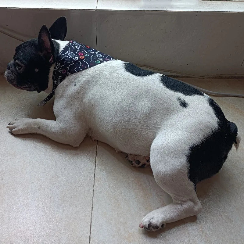 10Pcs Dog Bandana Set – Fruits, Plaid, Paw & Snowman Triangle Scarves for Small, Medium & Large Dogs