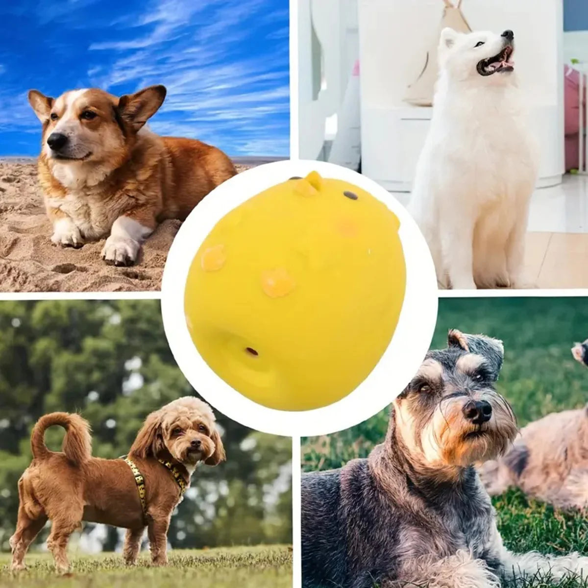 Squeaky Dog Toy – Durable Latex Chicken Ball for Chewing & Interactive Play