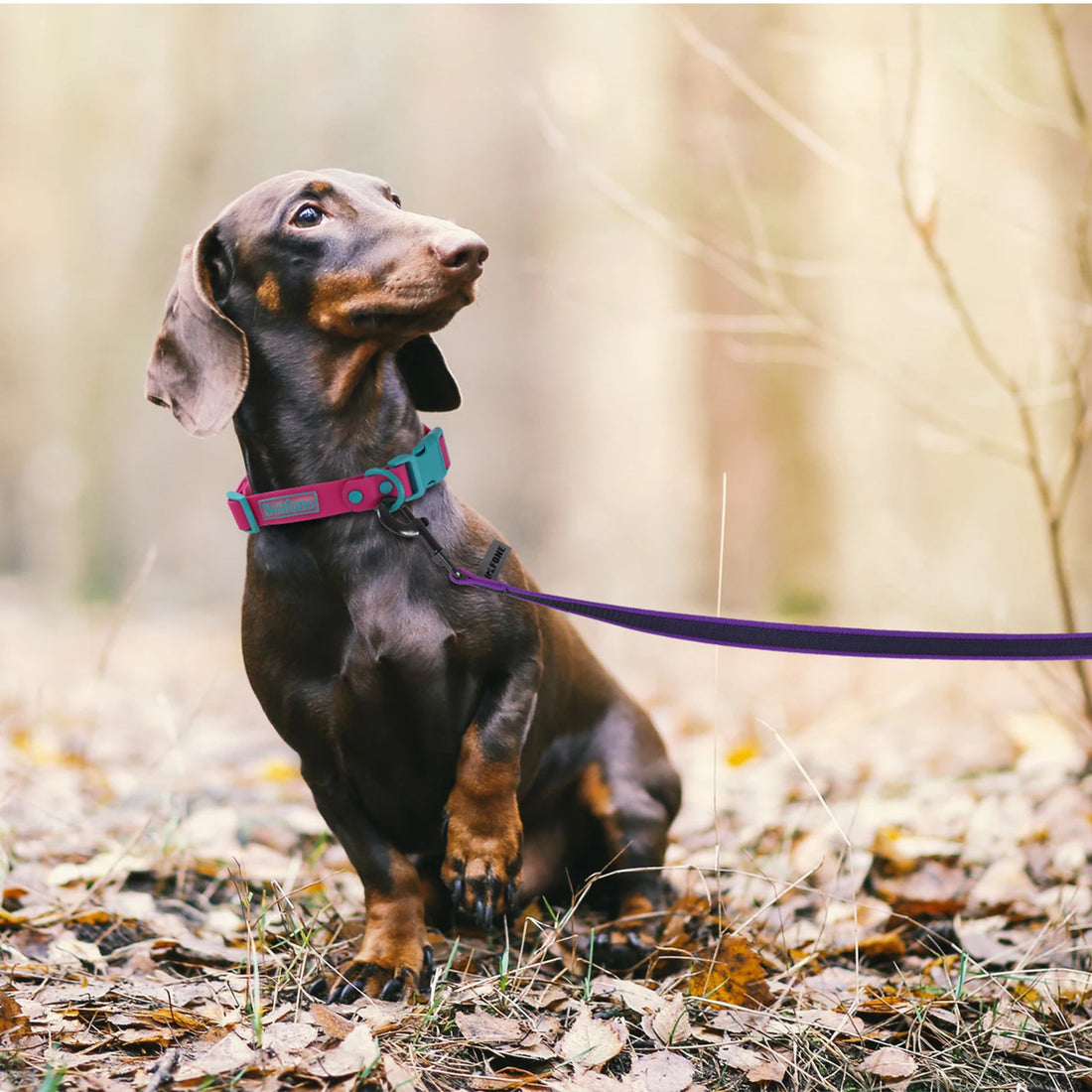 Durable Latex Silk Long Dog Leash – 1.5M to 15M Dual Color Training Lead for Small & Medium Dogs