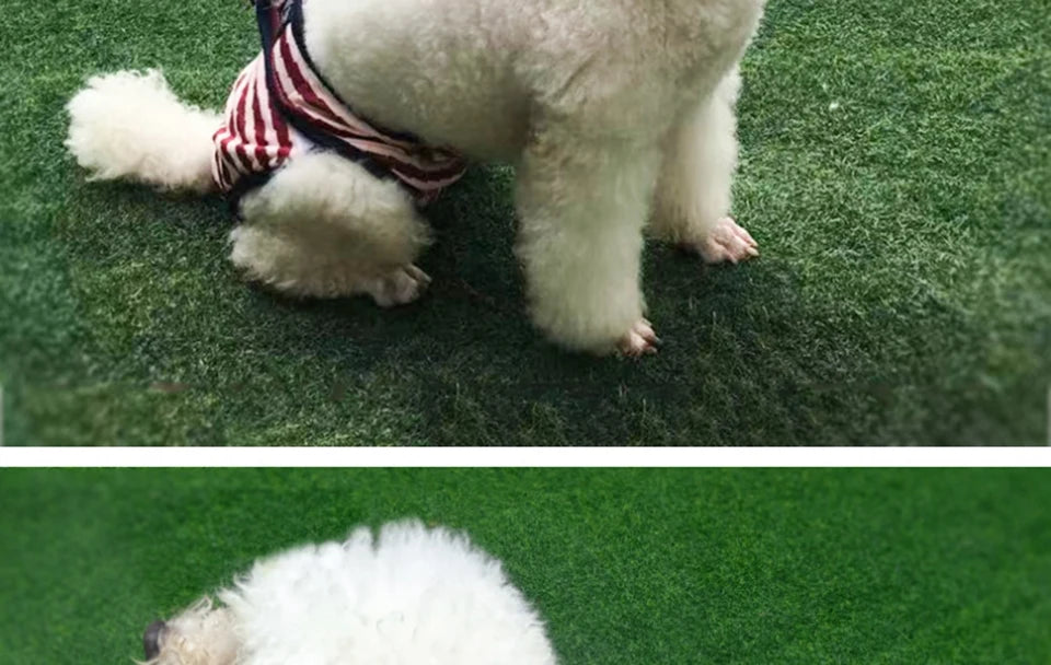 Washable Dog Diaper Shorts – Female Sanitary Panties for Menstruation