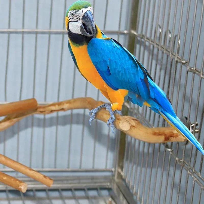 Natural Bird Perch Stand – Climbing & Paw Grinding Branch for Parrots