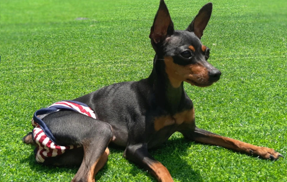 Washable Dog Diaper Shorts – Female Sanitary Panties for Menstruation