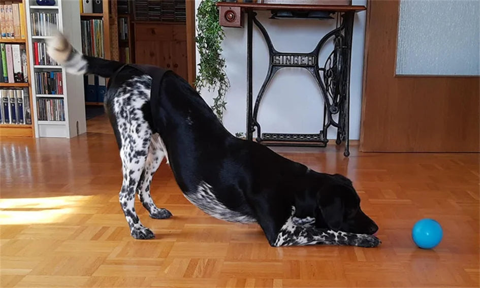 Female Dog Washable Diaper Pants – Anti-Harass Heat Nappies with 8 Pads