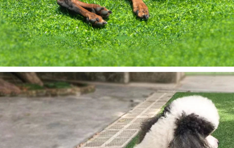 Washable Dog Diaper Shorts – Female Sanitary Panties for Menstruation