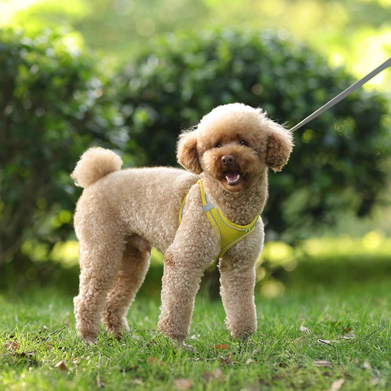 🐾 Adjustable Dog Harness & Leash Set – For Small Dogs, Cats, French Bulldogs, Chihuahuas & Pugs