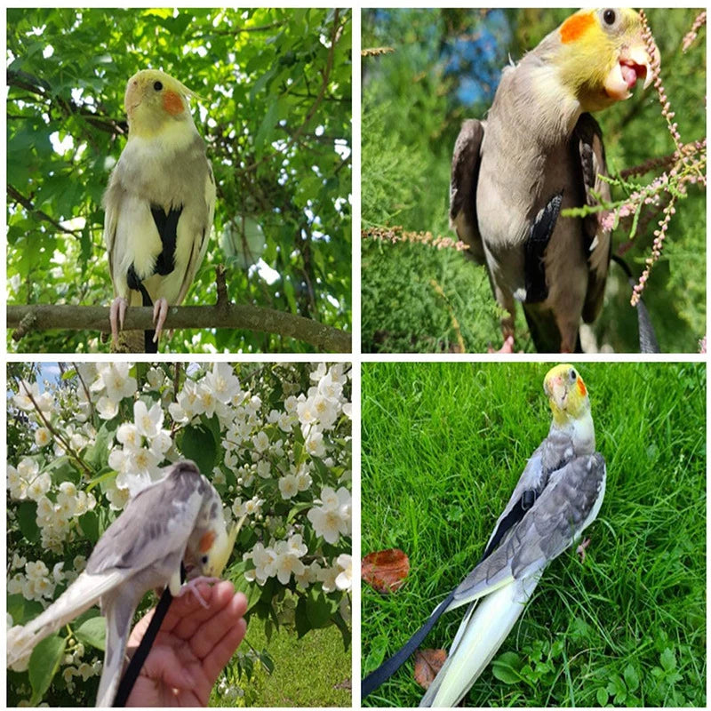 Bird Flying Training Leash – Anti-Bite Parrot Harness & Traction Rope