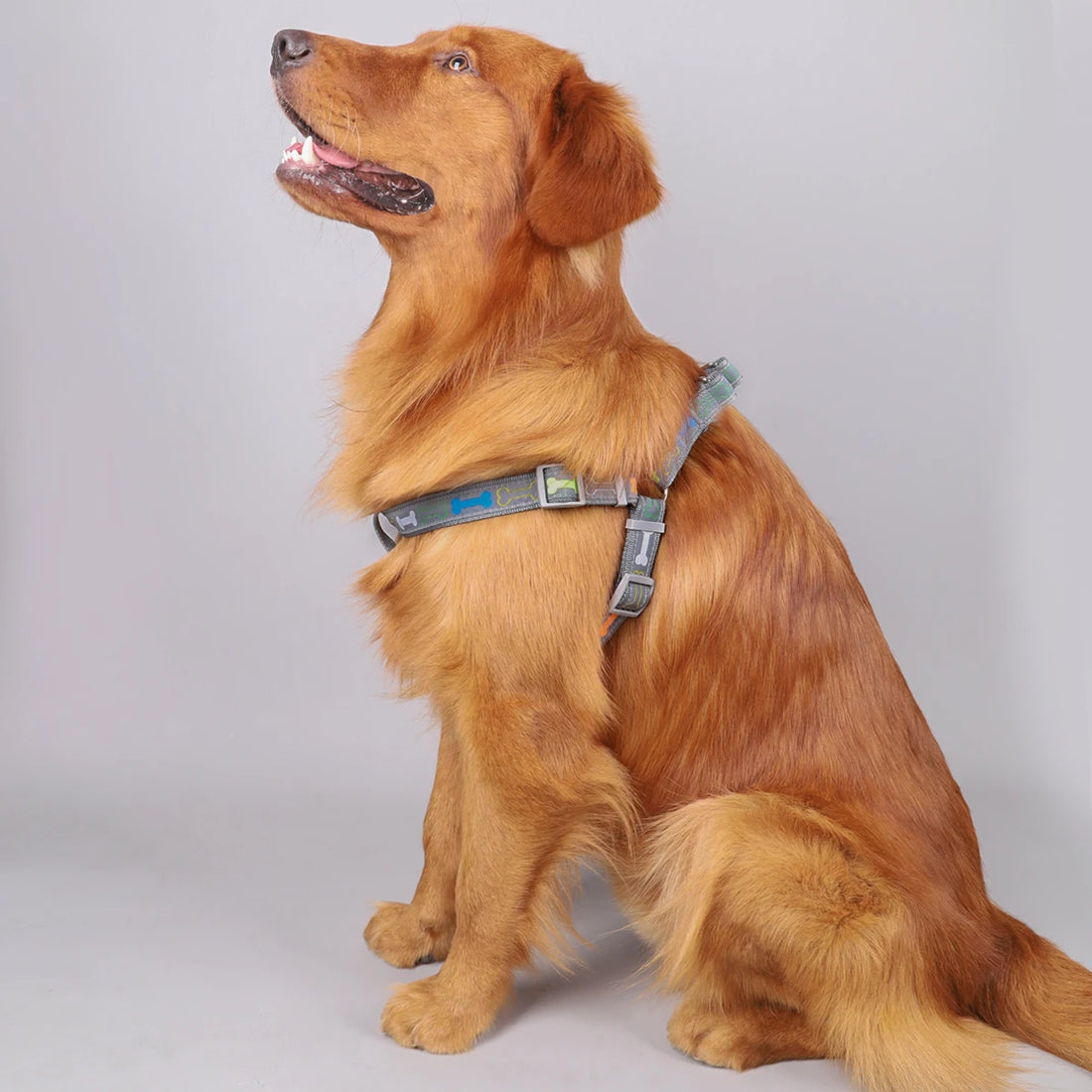 🦴 Colorful Bone Pattern Tripod Dog Harness – Fun & Secure for Indoor & Outdoor Use