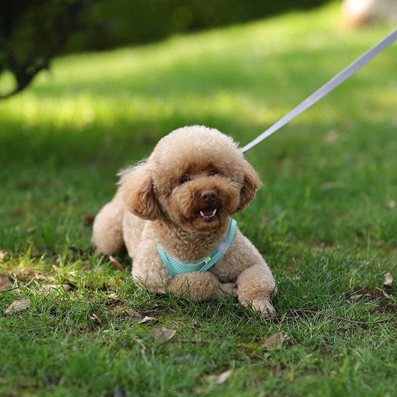 🐾 Adjustable Dog Harness & Leash Set – For Small Dogs, Cats, French Bulldogs, Chihuahuas & Pugs