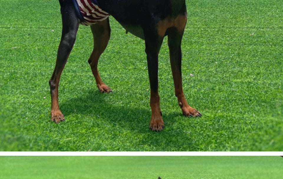 Washable Dog Diaper Shorts – Female Sanitary Panties for Menstruation