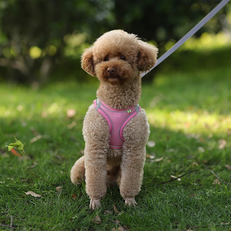 🐾 Adjustable Dog Harness & Leash Set – For Small Dogs, Cats, French Bulldogs, Chihuahuas & Pugs
