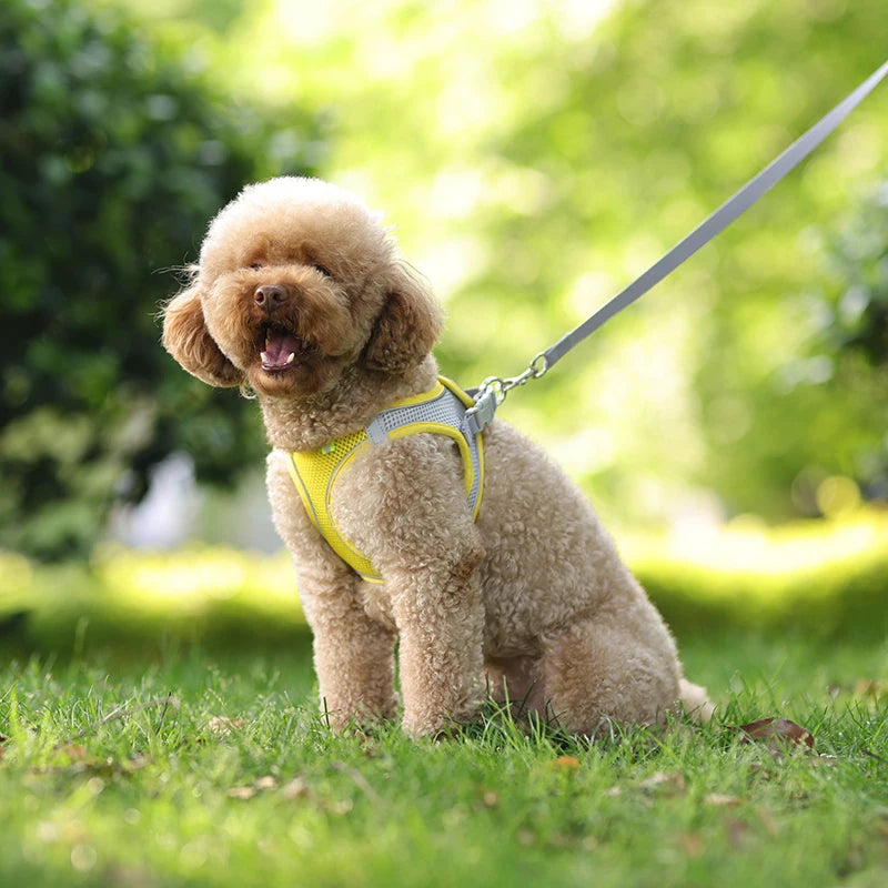 🐾 Adjustable Dog Harness & Leash Set – For Small Dogs, Cats, French Bulldogs, Chihuahuas & Pugs
