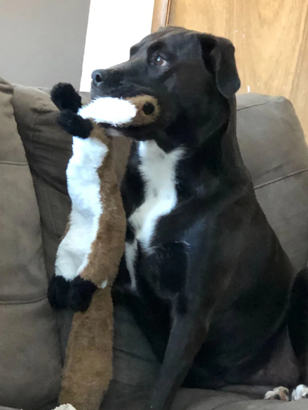 Stuffingless Plush Squeaky Dog Toy – Durable Animal Toy with Crinkle & Squeakers