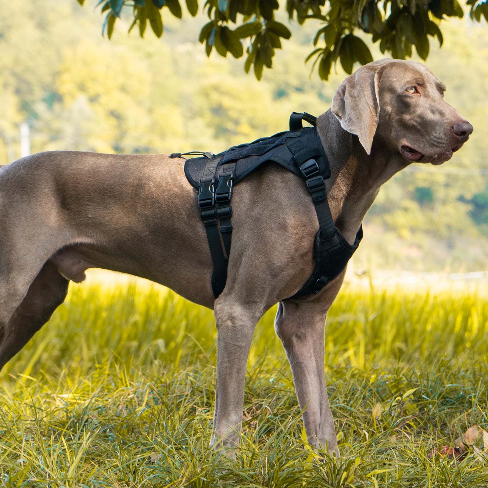 🛡️ Tactical Chest Strap Dog Harness – Heavy-Duty Outdoor Control for Large Dogs 🐕