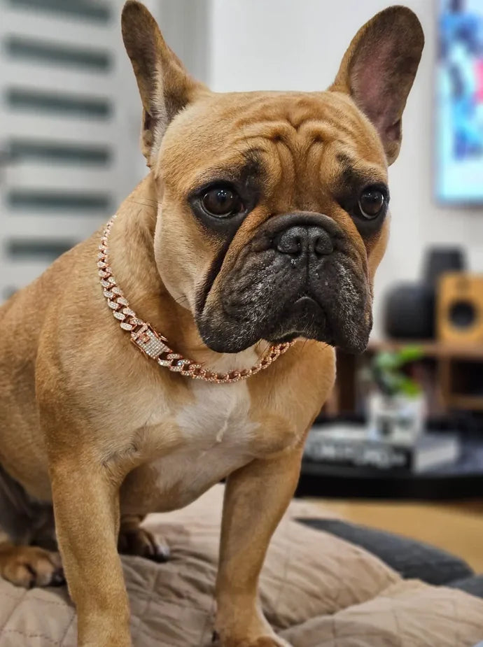 Diamond Cuban Link Dog Chain – Metal Pet Necklace for Dogs & Cats