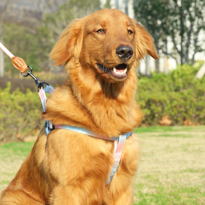 🌈 Colorful Pet Harness & Leash Set – Adjustable Comfort for Dogs & Cats
