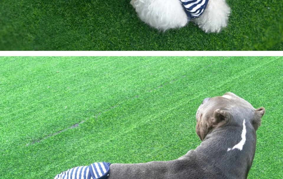 Washable Dog Diaper Shorts – Female Sanitary Panties for Menstruation