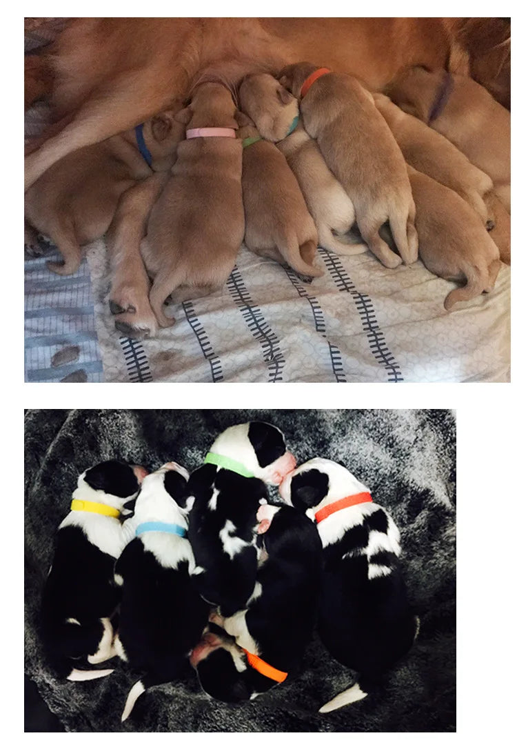 12pcs Adjustable Pet ID Collars – Hook & Loop Puppy and Kitten Identification Bands for Small Dogs & Cats