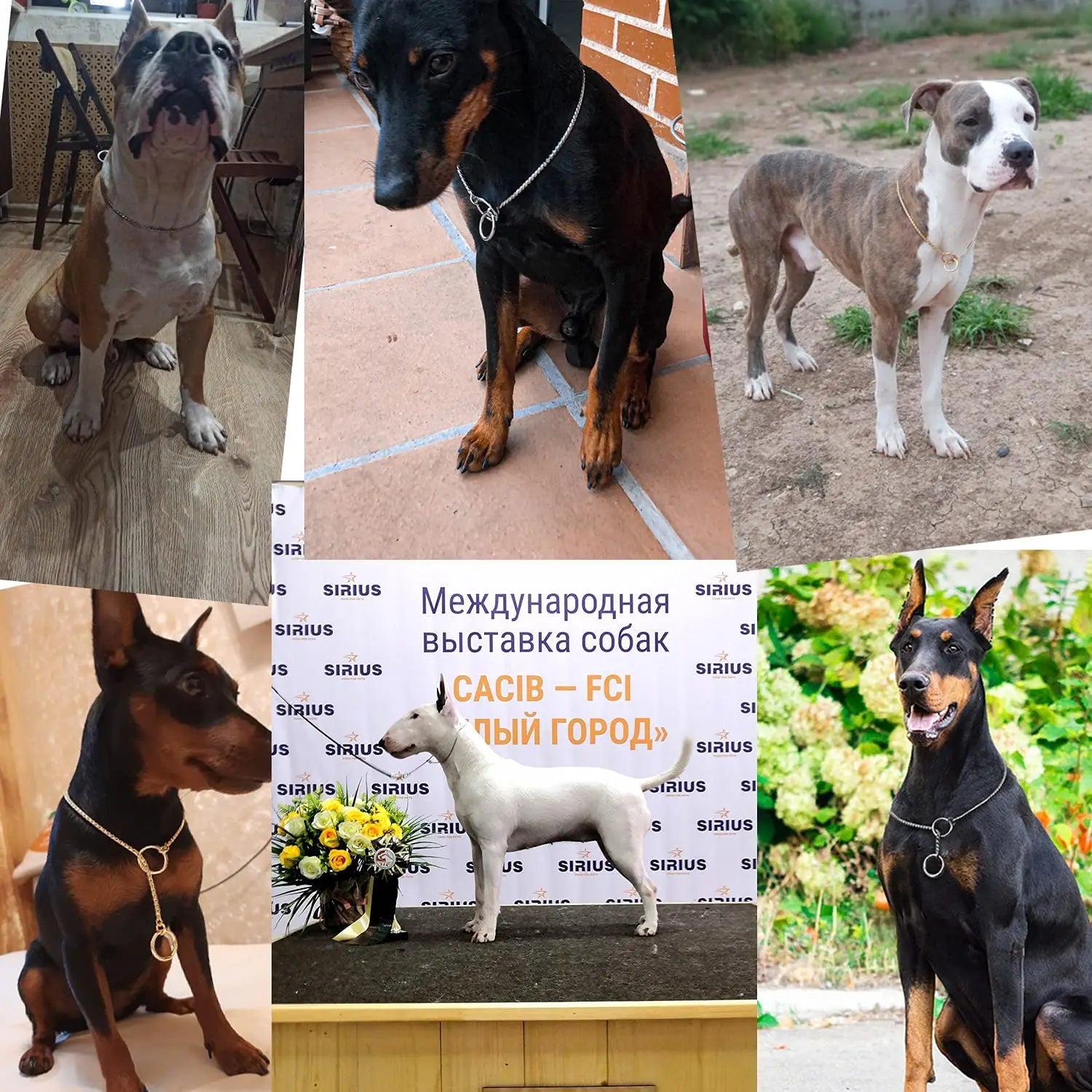 Gold & Silver Dog Chain Collar – Heavy Duty Slip Training Collar