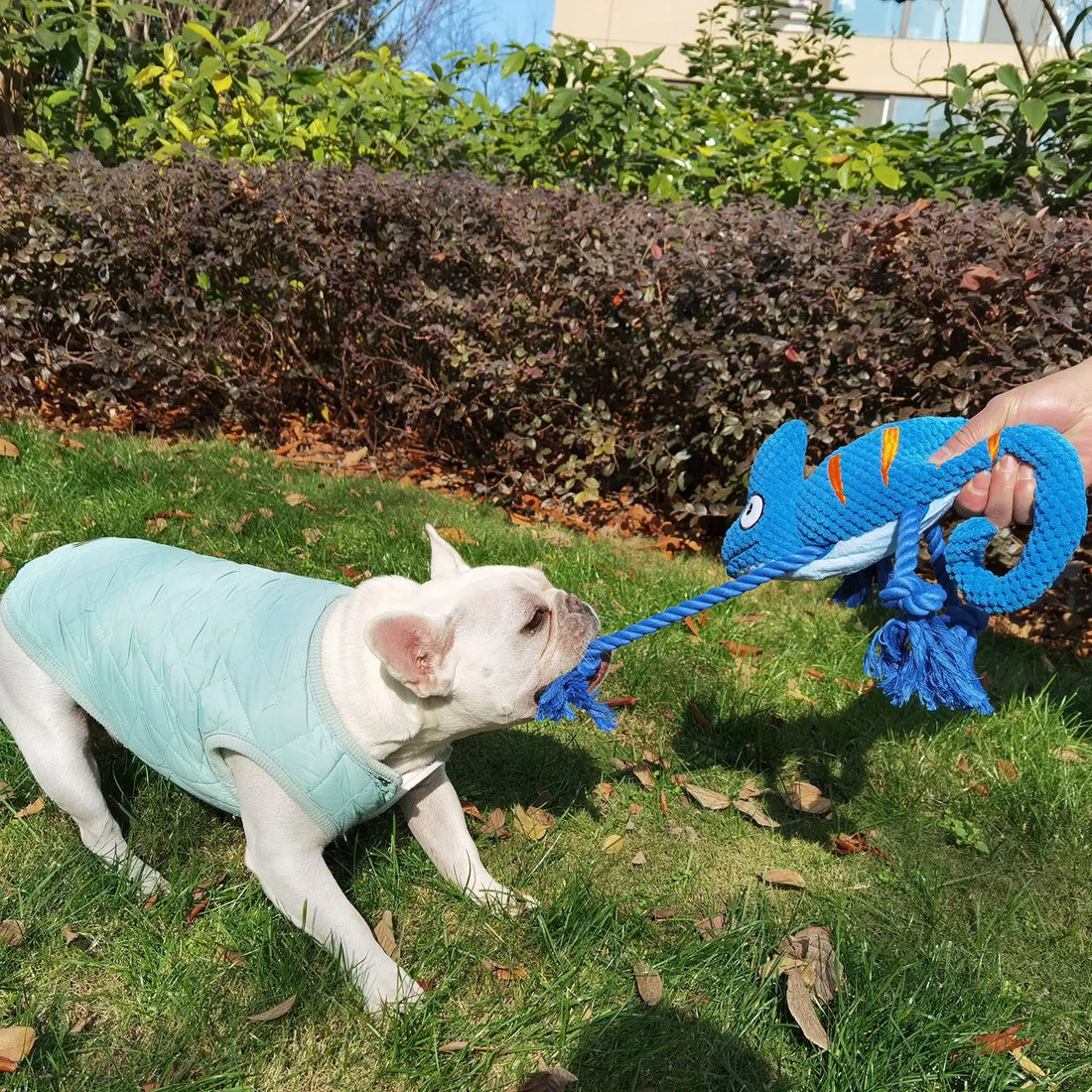 Chameleon Plush Dog Toy – Squeaky, Bite-Resistant Chew 🦎🐾
