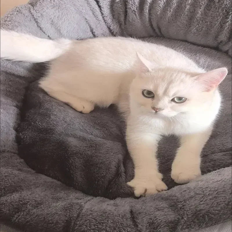 Very Soft Warm Dog Bed Sofa – Cozy Pet Basket for Medium & Large Dogs & Cats