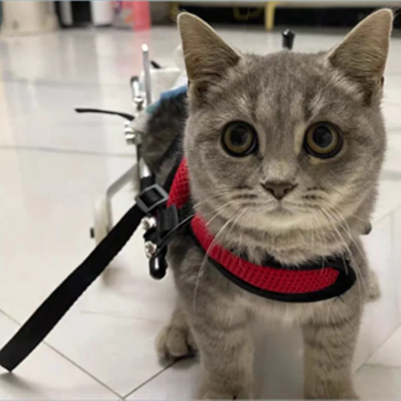 Cat & Small Pet Wheelchair – Hind Leg Injury & Rehab Support Stroller